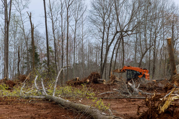 Best Lot and Land Clearing  in Nashville, MI