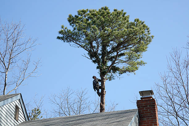 Best Tree Health Inspection  in Nashville, MI