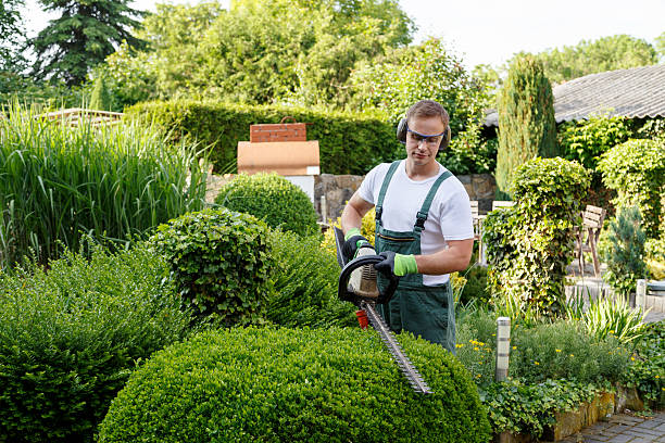 Best Root Management and Removal  in Nashville, MI