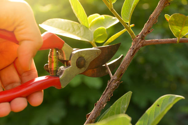 Trusted Nashville, MI Tree Removal Services Experts